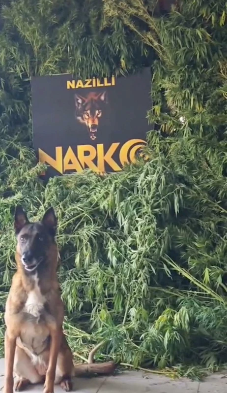 İki evinde uyuşturucu bulunan şüpheli tutuklandı