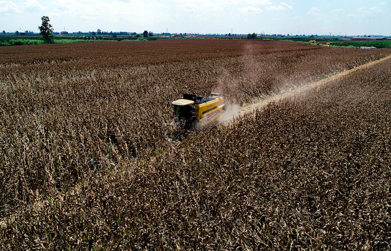 Mısır üreticisine ton başına 688 lira ek destek