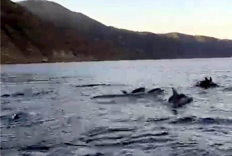 Tekirdağ açıklarında yunuslar görüntülendi