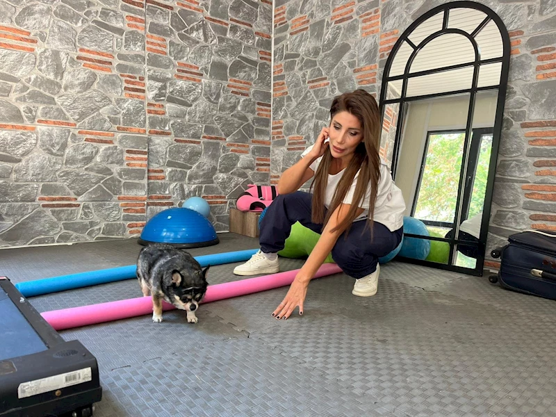 Görme engelli obez köpek 