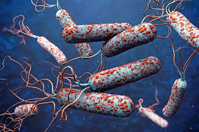 31 ülkede kolera alarmı