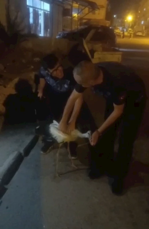 Bitkin düşen leylek, tedaviye alındı