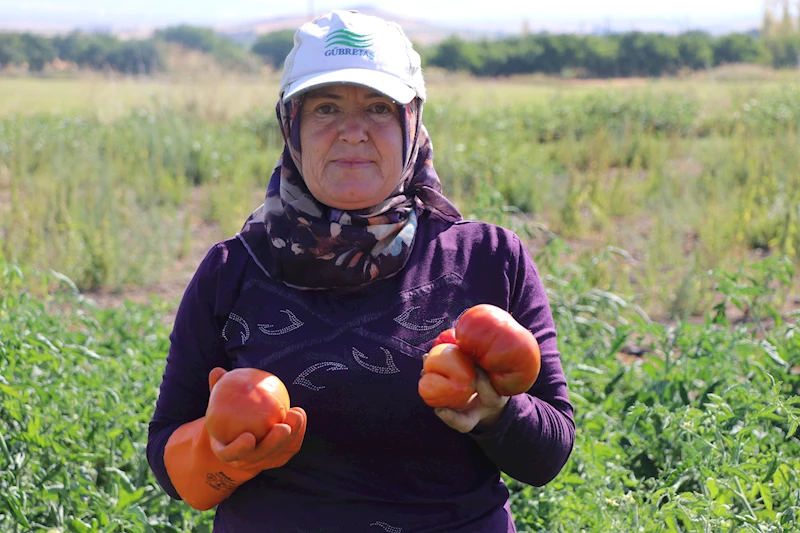 Ata tohumundan elde edilen Karahıdır domatesinde hasat başladı