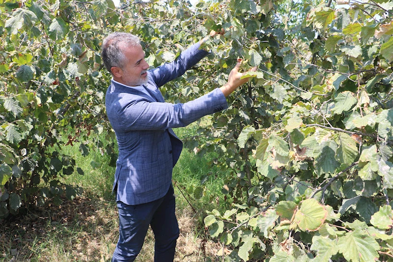 YRP’li Kılıç: Fındığın kilosu 6 dolar ya da 250 TL üzerinde olmalıdır