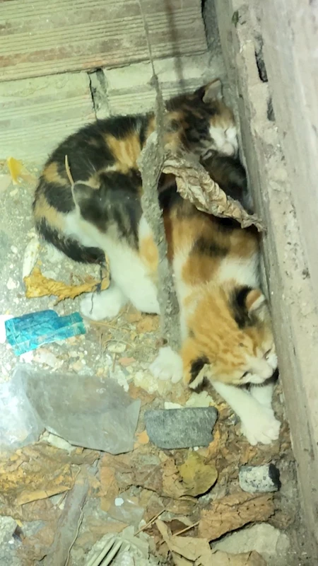 İstanbul - Avcılar