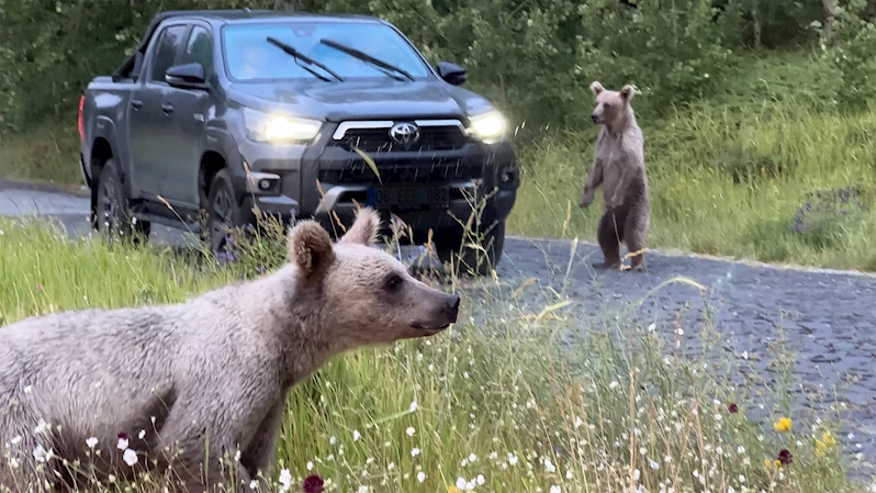 Ayıları elle besleyenlere uyarı
