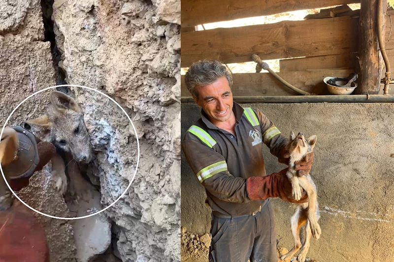 Kaya çatlağına sıkışan tilkiyi işçiler kurtardı