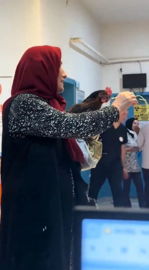 Boğazına iğne kaçan tavuğu için hastanede röntgen talebinde bulundu