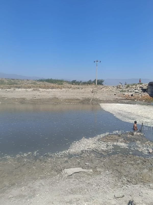 Hatay’da balık ölümleri yaşandı 