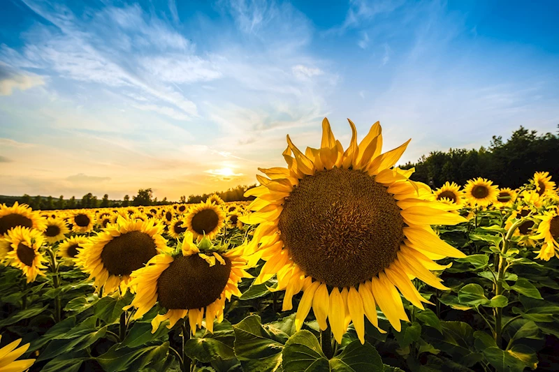 Ayçiçeğinde avans alım fiyatı, ton başına 28 bin lira olarak açıklandı