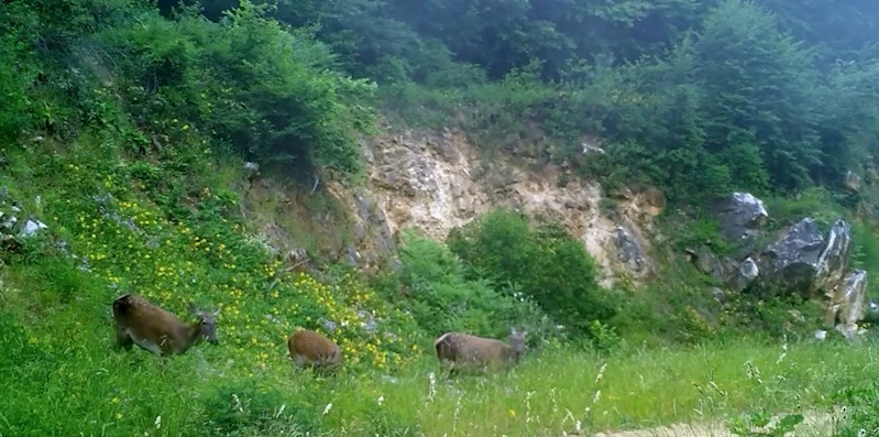 Dişi kızılgeyikler fotokapanla görüntülendi