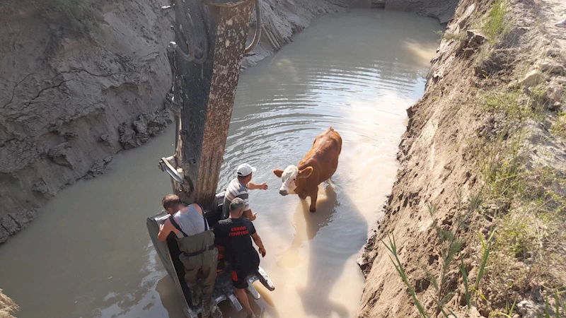 Tokat’ta otlarken gölete düşen 3 inek kurtarıldı