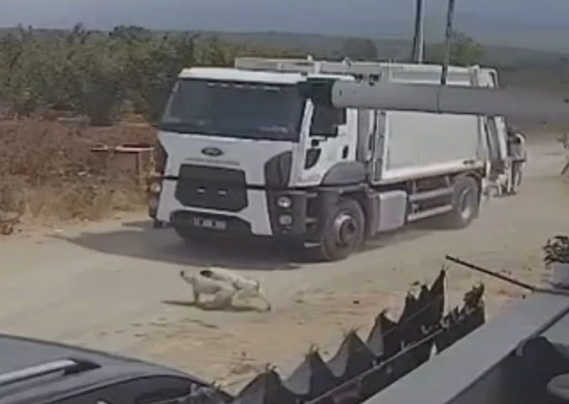 Ezerek öldürdükleri köpekleri çöp kamyonuna atıp götürdüler; o anlar kamerada