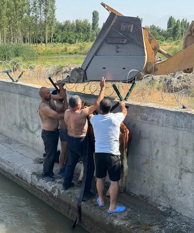 Su kanalına düşen dana, iş makinesiyle kurtarıldı
