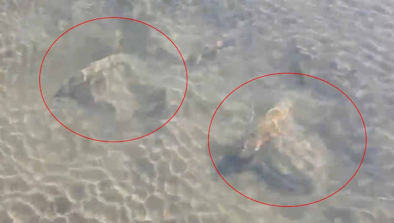 İznik Gölü’nde tarihi eser olduğu değerlendirilen sütun başlıkları bulundu