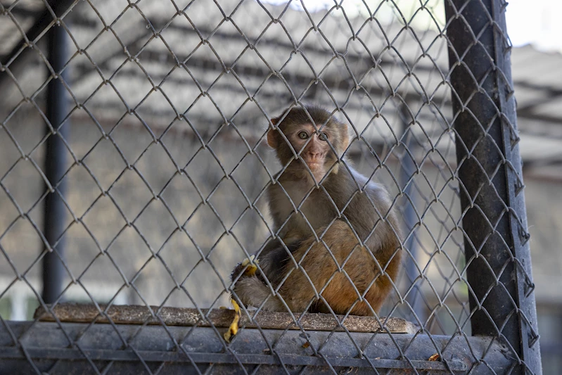 Şiddet mağduru maymun koruma altında