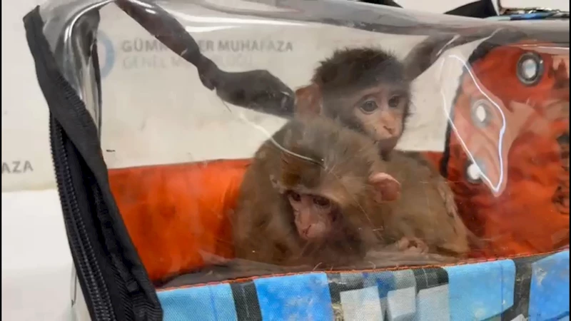 Habur Gümrük Kapısı