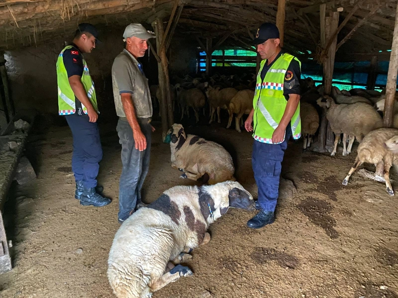 Çalındığı belirtilen 18 küçükbaşı jandarma buldu
