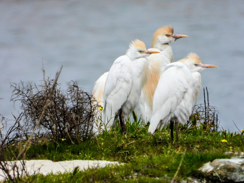 Doğal sit alanı ilan edilen Milleyha Sulak Alanı’nda seyirlik kuş manzaraları