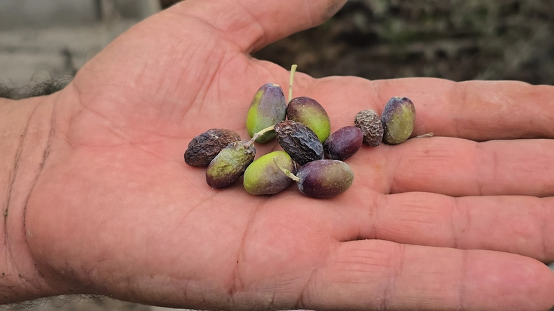 Hatay’ın meşhur halhalı zeytinini kuraklık vurdu /Video eklendi 