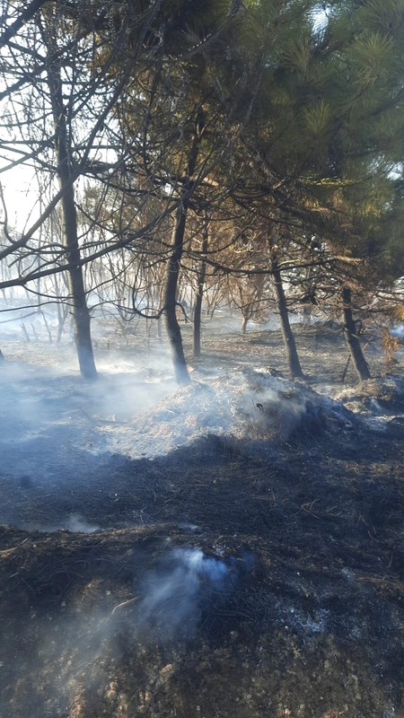 Bursa’da orman yangını (2)