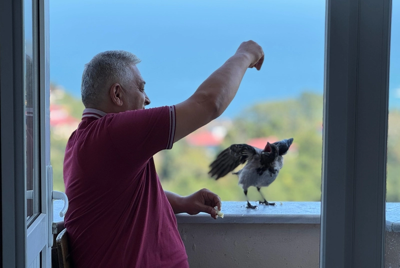 Ordu- ‘Şakir’ ismini verdiği kargaya çocuğu gibi bakıyor /Video eklendi 