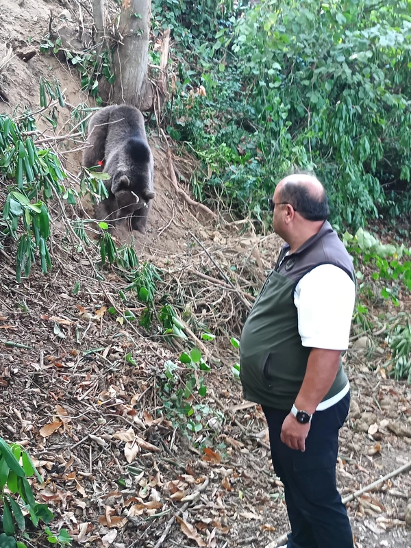 Ormanda tuzağa takılan ayı, iğneyle bayıltılarak kurtarıldı