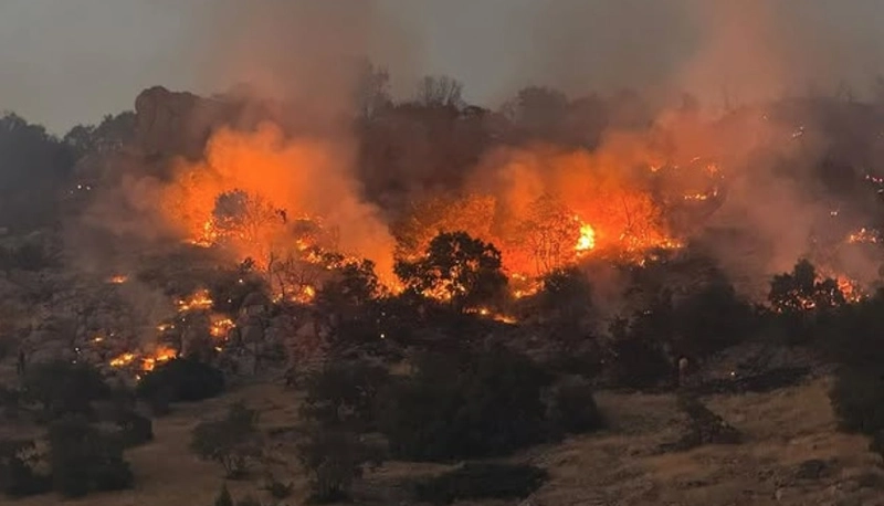 Prof. Dr. Kılıç: Yangınlar, iki önemli kuş göç yolunu olumsuz etkiledi