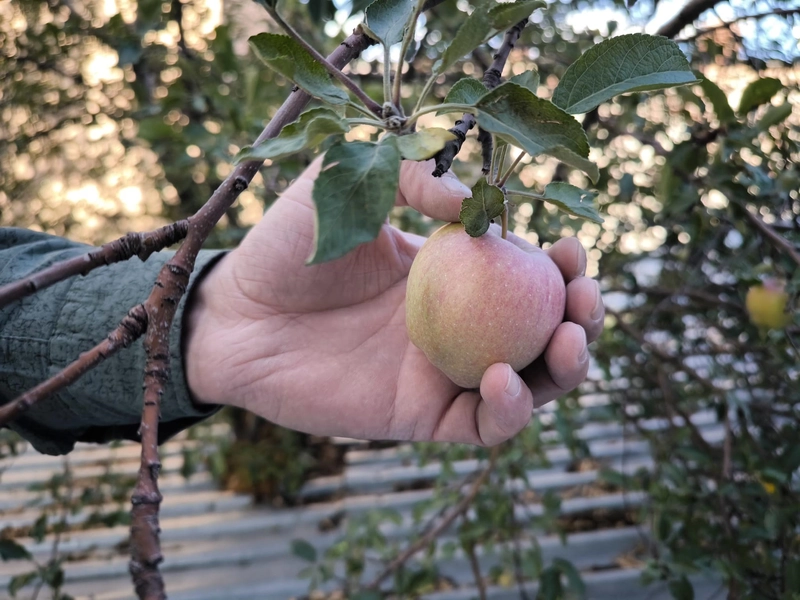 Meyve ağaçları, kafenin ortasında kaldı/Ek fotoğraflar