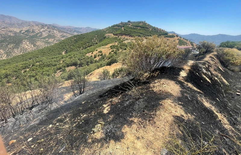 Prof. Dr. Kılıç: Yangınlar, iki önemli kuş göç yolunu olumsuz etkiledi/Ek fotoğraflar