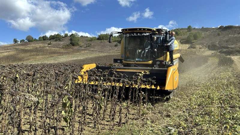 Yerli ve milli hibrit ayçiçeği, Kocaeli