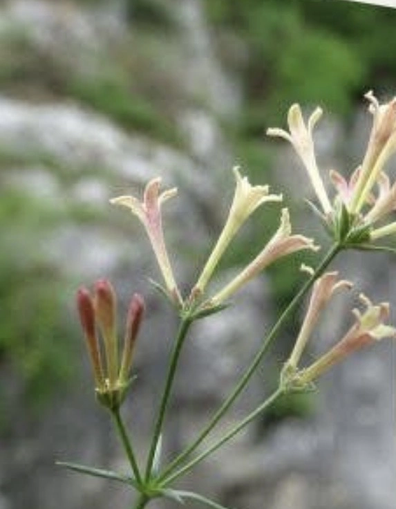 Küre Dağları Milli Parkı