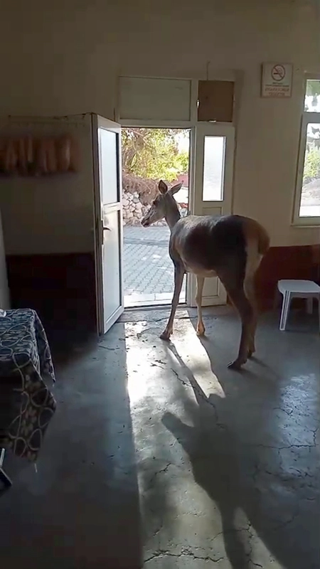 Kızılgeyik köy kahvehanesine girdi