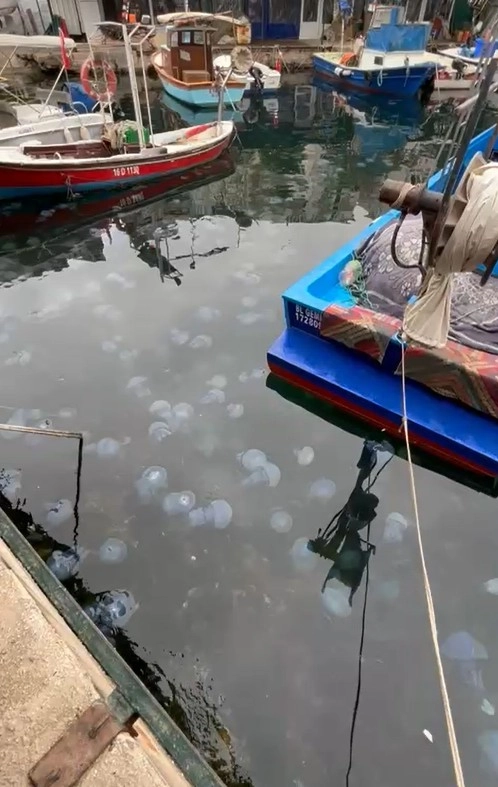 Doç. Dr. Dindar: Marmara’da görülen denizanası yoğunluğu müsilajın da habercisi