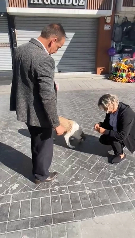 Halk otobüsü çalışanları, ayağını ezdikleri köpeği bulup mama verdi