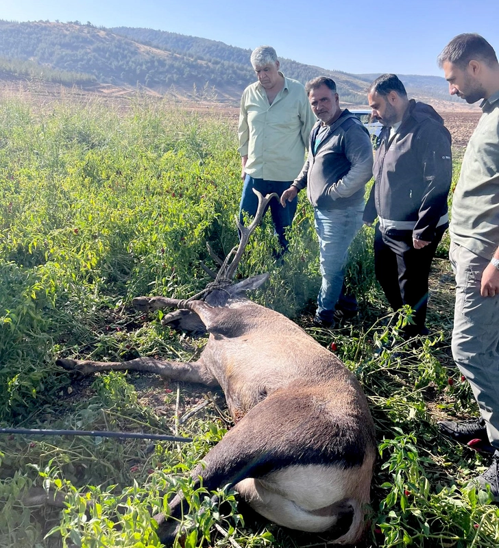 Gaziantep’te sulama hortumlarına takılıp mahsur kalan kızılgeyik kurtarıldı