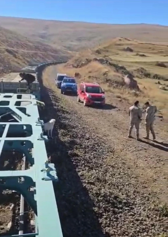 Yük treni büyükbaş sürüsüne çarptı; 5 inek öldü