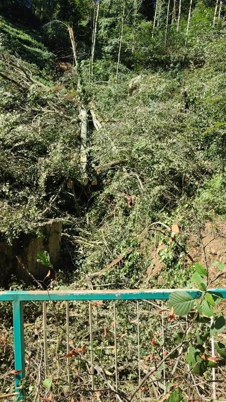 Kestiği ağacın altında kalıp öldü