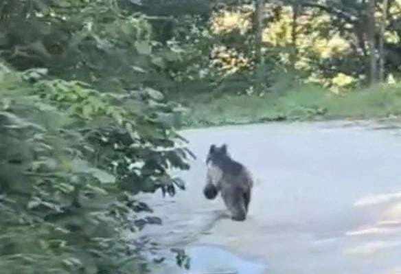 Köye inen ayı kamerada