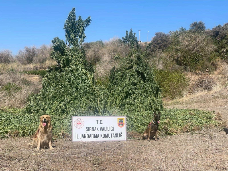 Şırnak’ta 42 bin kök kenevir ele geçirildi: 5 gözaltı