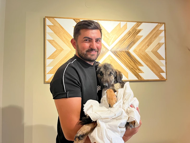 Trafik kazasında felç kalan yavru köpek 