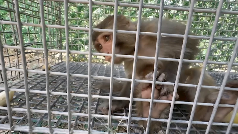 Şiddet gören maymun, Tarsus Doğa Parkı