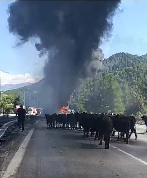 Otoyolda TIR yandı, dorsedeki hayvanları sürücü kurtardı