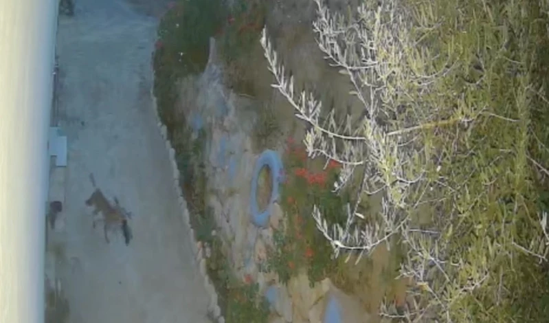 Evin önündeki ayakkabıları götüren tilki kamerada